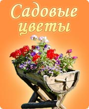 Садовые цветы купить